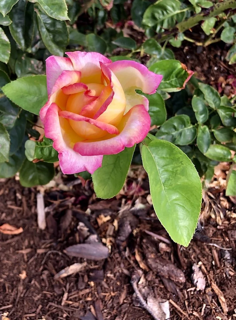 Seduced by a Rose — Columbia Community Connection News Mid